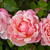 Ružičasta - Ruža penjačica (Rambler) - Albertine
